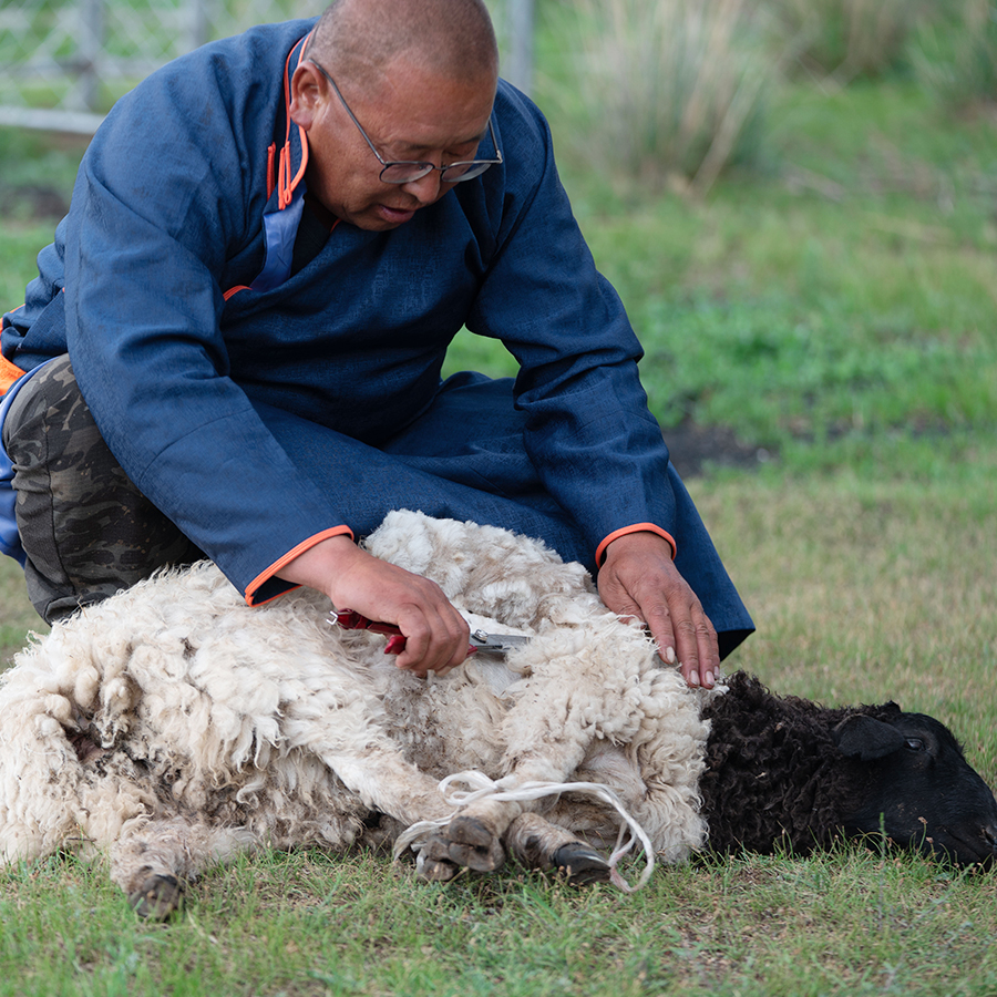 Responsible sourcing with herders and sheep