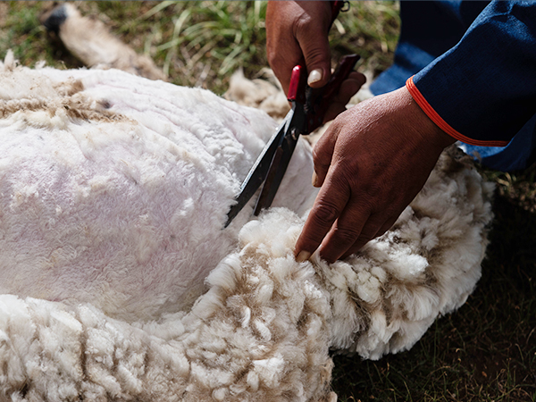 Green cashmere production