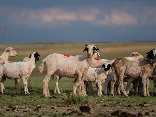 Ethical cashmere manufacturing craft