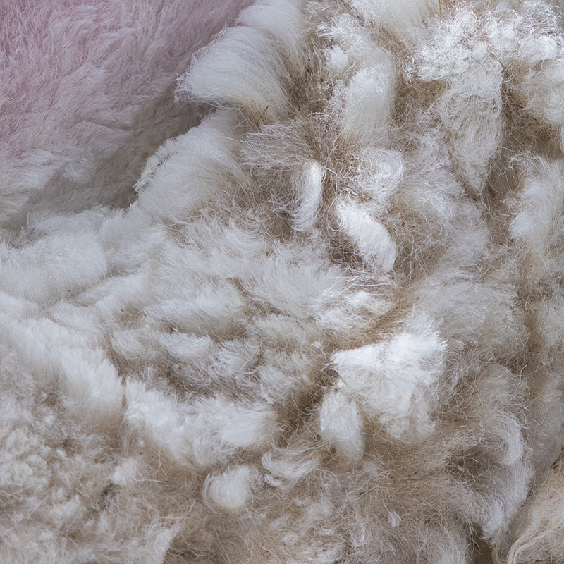 Lambswool lamb icon